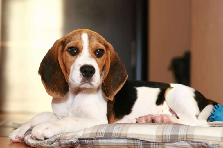 Exploring the Chewy Universe: The Multifaceted Role of Chew Toys in a Beagle’s Life
